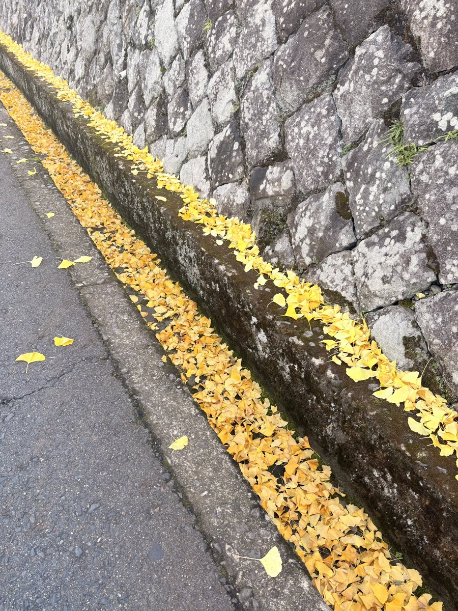 ほんじつFM滋賀e-radio☆spice-eです！ スタジオまでの道に、毎年恒例