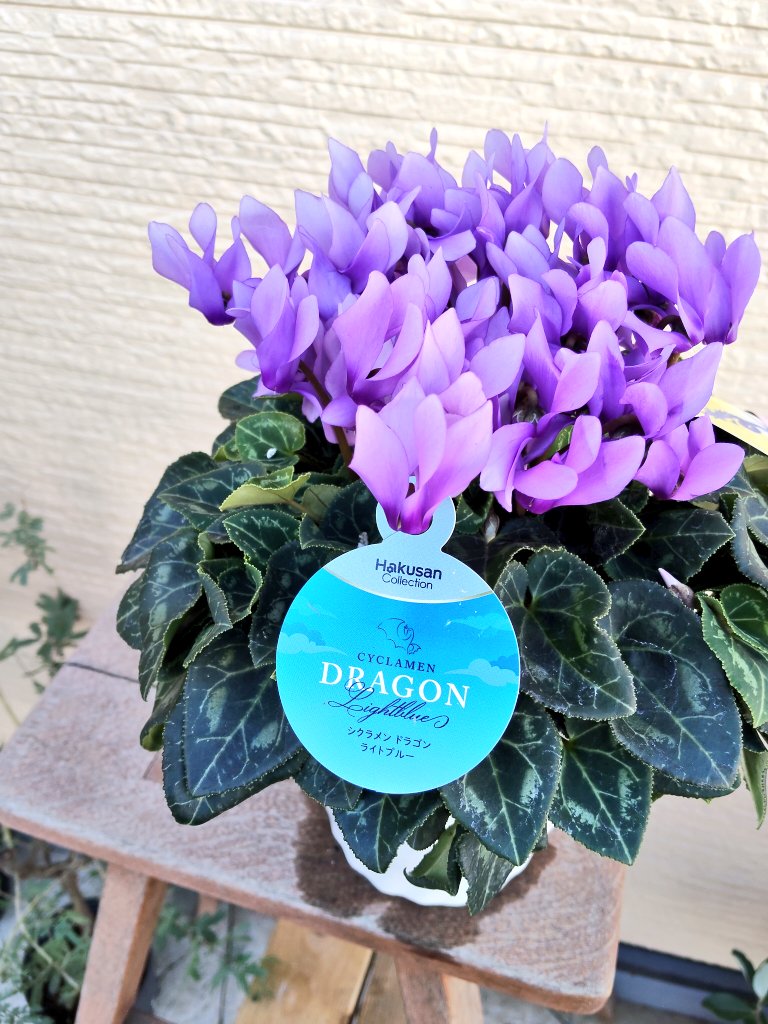 素敵なシクラメンたくさん仕入れてきたから見てください。