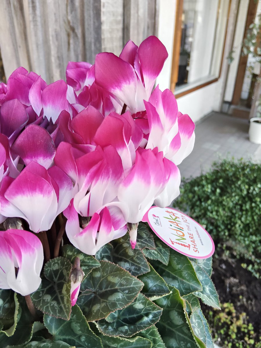 素敵なシクラメンたくさん仕入れてきたから見てください。