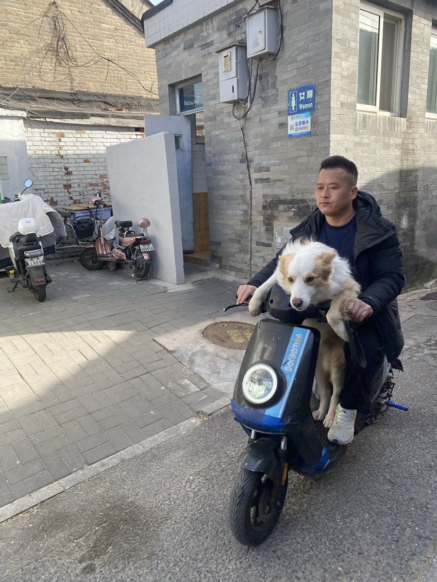 EmilyHalf91's tweet photo. Hutong dogs 🐕 https://t.co/gYlEaAA5nc