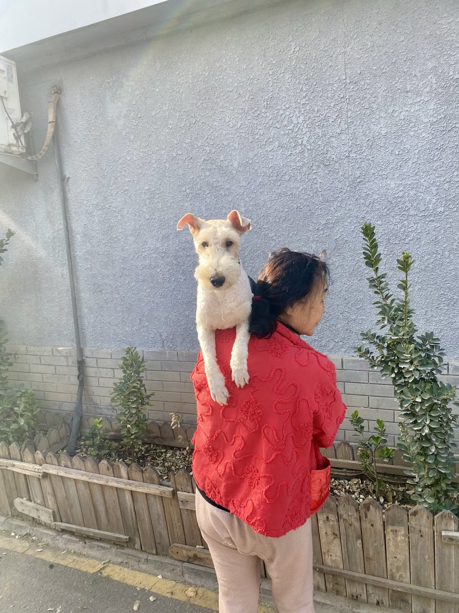EmilyHalf91's tweet photo. Hutong dogs 🐕 https://t.co/gYlEaAA5nc