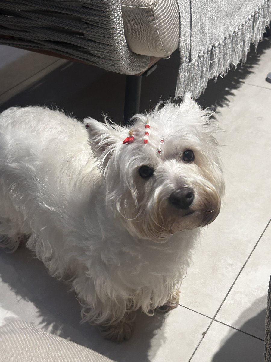livingdeadb0i's tweet photo. o conceito de ter um pet sempre me fascina pq é totalmente inútil, mas as pessoas amam ter um cachorro ou gato dentro de casa e ficar passeando por aí com seu pet kkkkkk um bixo totalmente sem propósito na sua casa te seguindo https://t.co/ezx197nbZ8
