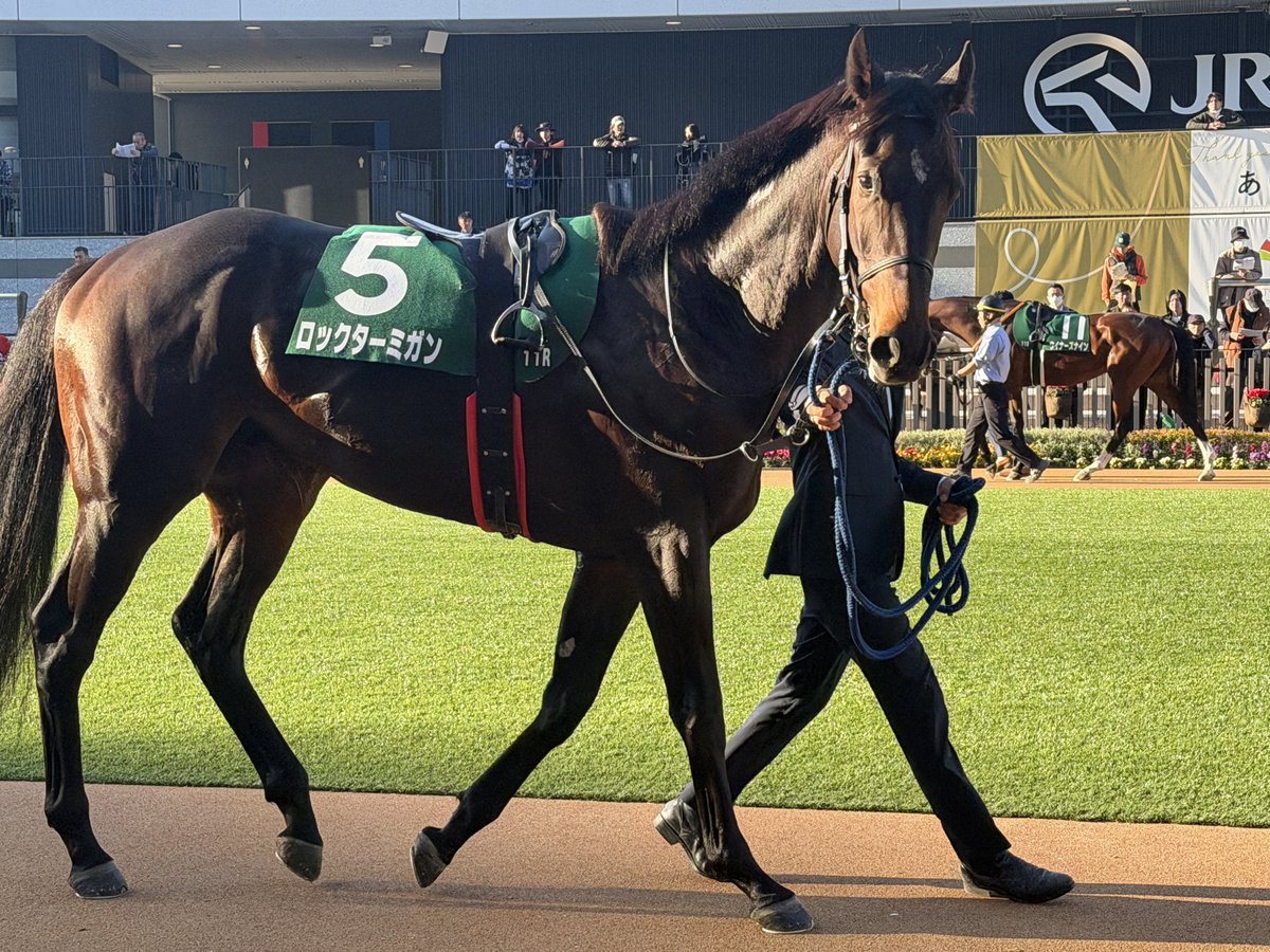 ロックターミガン こっち見てくれた、可愛い🐴