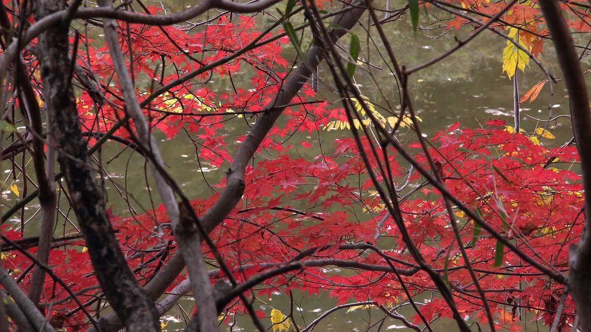 field24k's tweet photo. 🍁
紅葉
近くの寺の周辺
#光明寺 #京都府
#紅葉 https://t.co/iHplaZG2qA