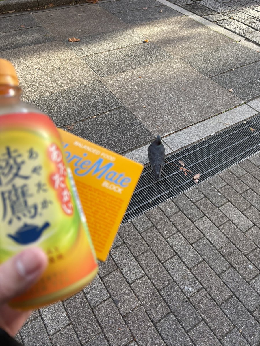ワイと鳩とカロリーメイトと綾鷹と

あたたかい