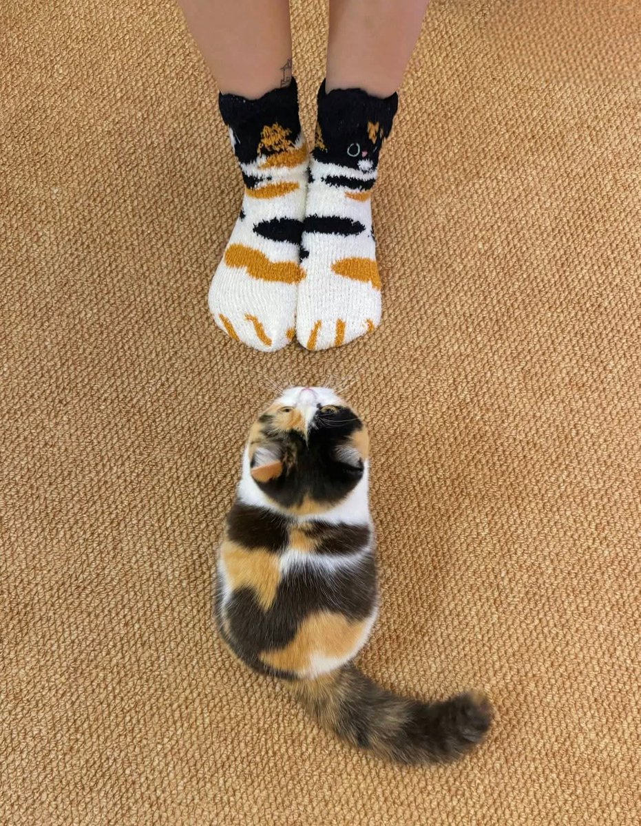 TheCatsX's tweet photo. https://t.co/yHdPEp3ReJ