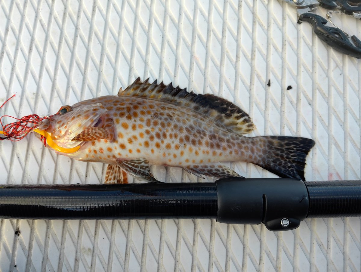 ラグーンの釣り人 tweet media