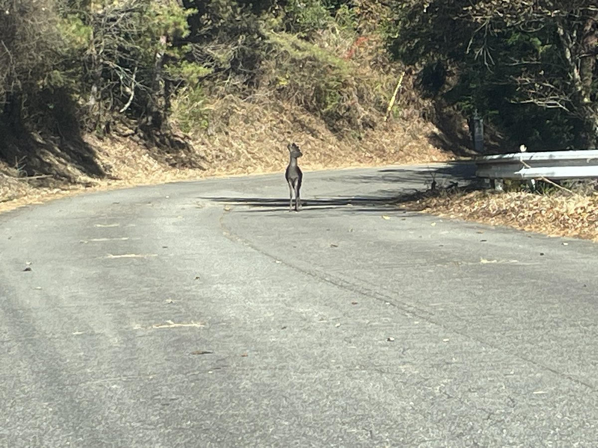 円盤 (@zlu1_j0) on Twitter photo 