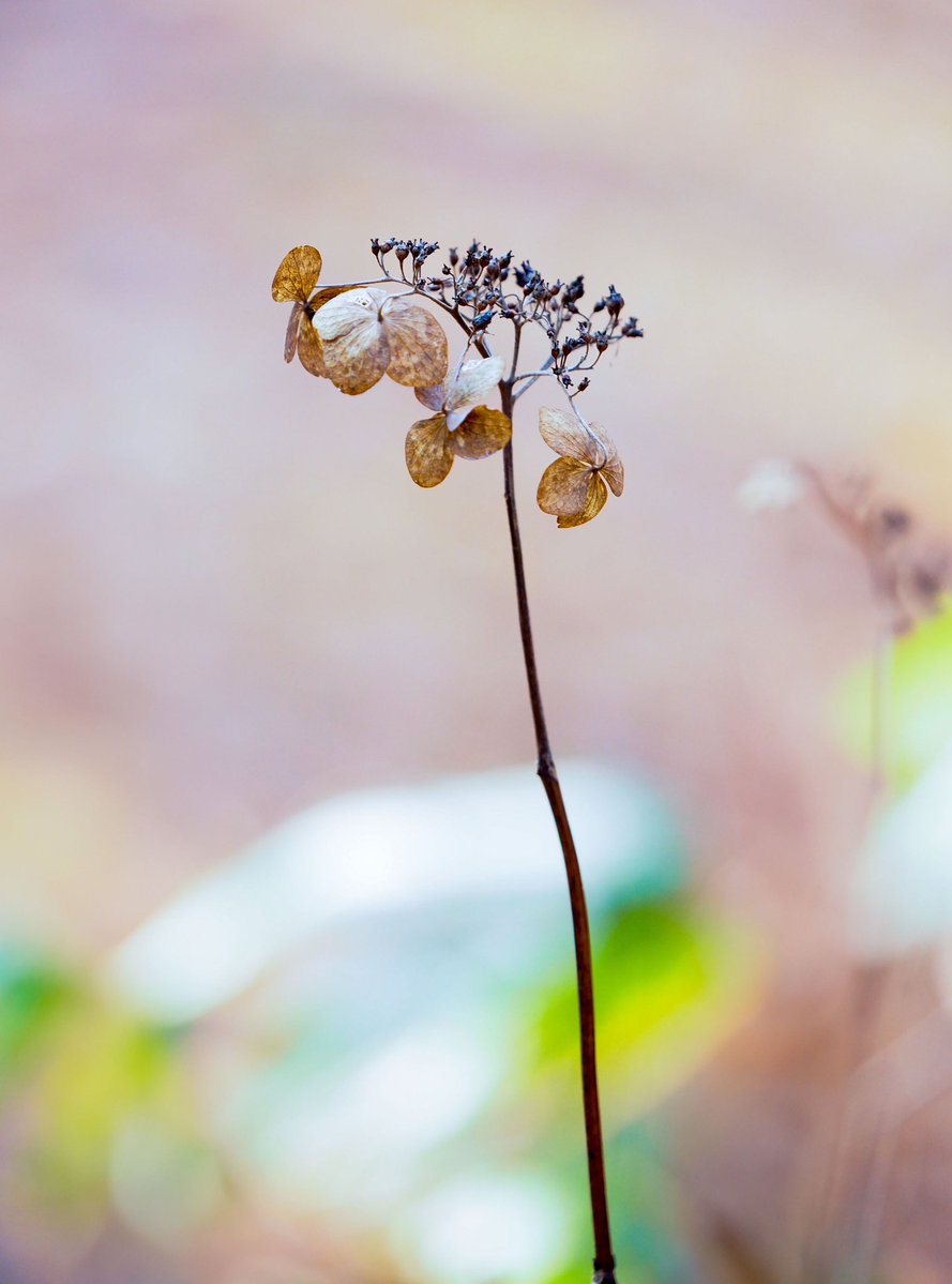 XguJo's tweet image. 自然の中でドライフラワー化した
エゾアジサイ
北海道札幌市　　2025.11.25