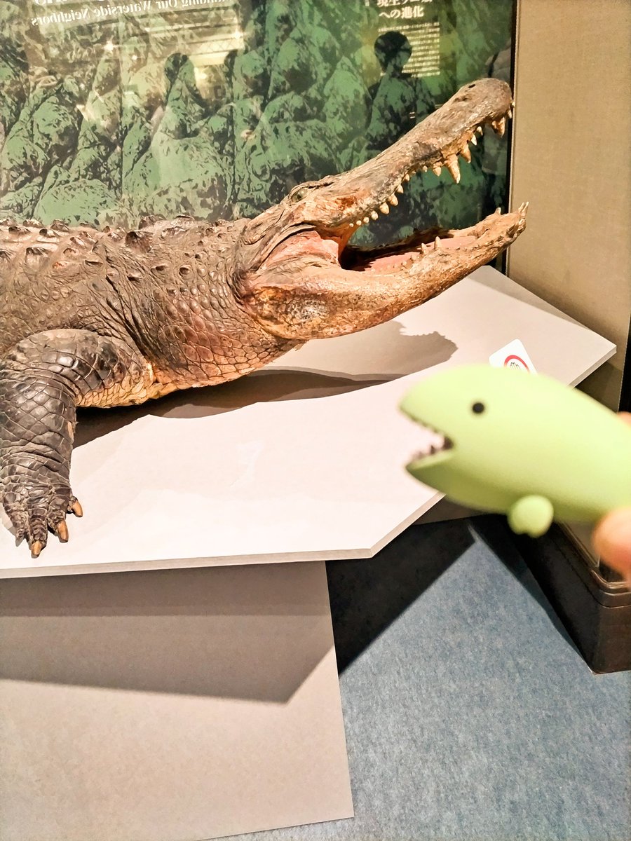 ワニちゃん 61Mg1GLiZvL._AC_UF350,