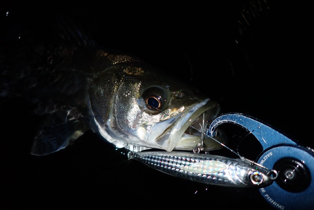 wkzoooooooooono's tweet image. この日もシーバスを狙いにウェーディング釣行へ🌙
フランキー120・レビンでシーバスをゲットする事ができました！
気温も水温も下がり難しい季節になってきましたが、またシーバスを狙ってみたいと思います☺️
@longin2011
#longin
#PR