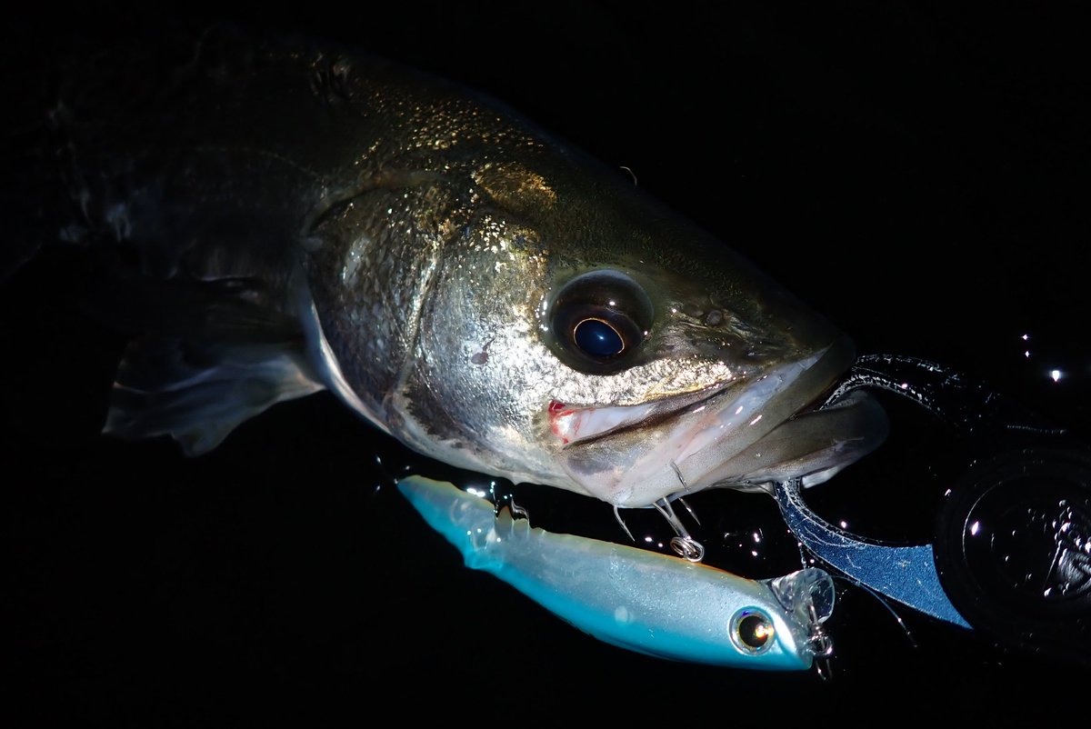 wkzoooooooooono's tweet image. この日もシーバスを狙いにウェーディング釣行へ🌙
フランキー120・レビンでシーバスをゲットする事ができました！
気温も水温も下がり難しい季節になってきましたが、またシーバスを狙ってみたいと思います☺️
@longin2011
#longin
#PR