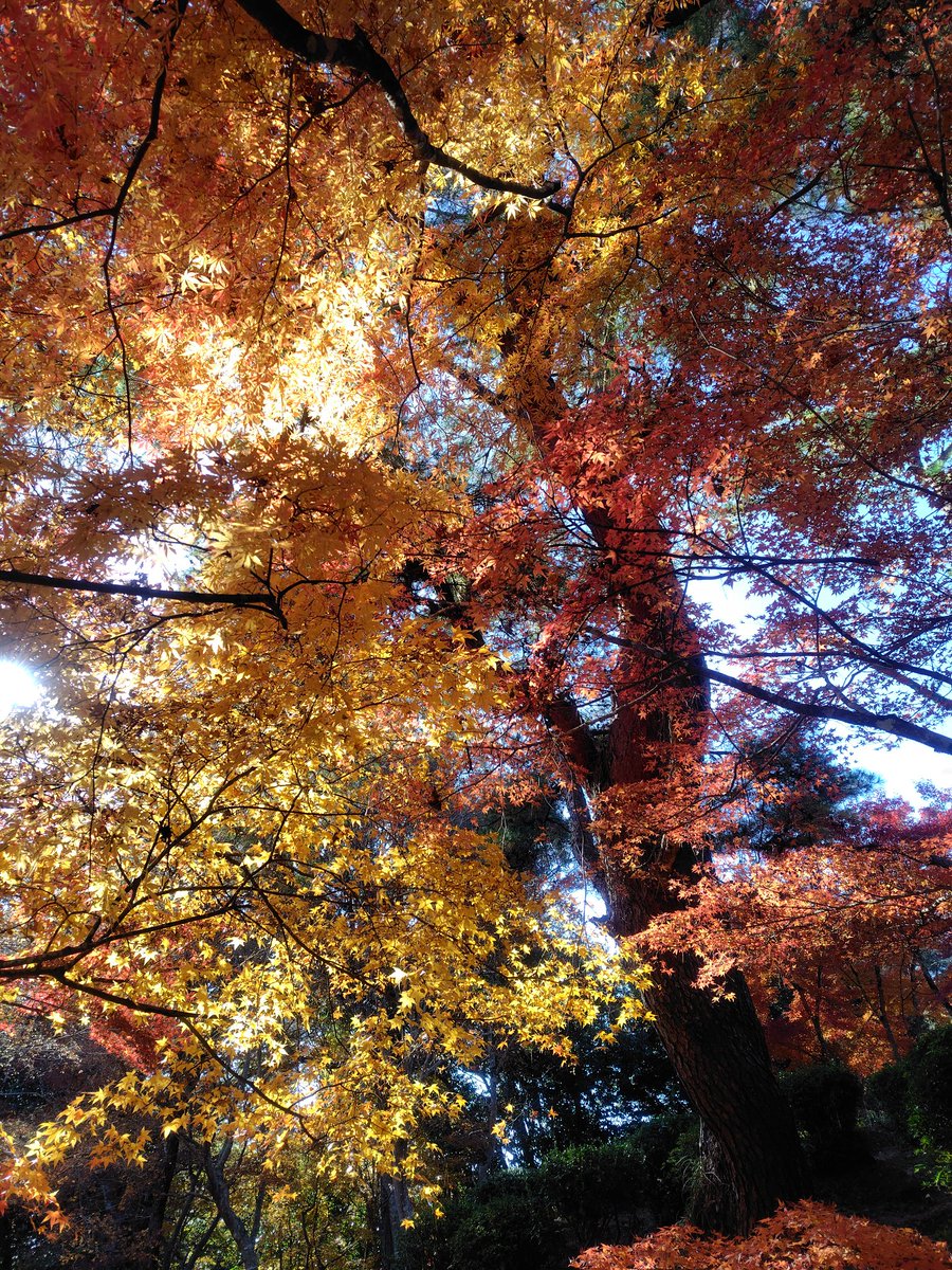 sui_ika's tweet photo. 曽木の滝で紅葉狩りです https://t.co/mGiVM2aZO0