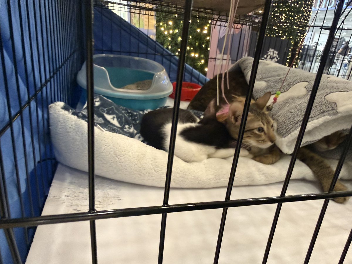 MilesHalter's tweet photo. Baka may nagpaplan na mag adopt. Adoption ongoing at UP Town Center ‼️‼️‼️ https://t.co/BRDugXnl2h