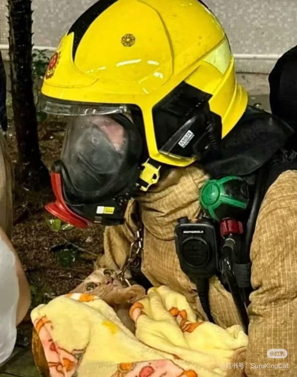 Lessnoise365's tweet image. 看到香港救援的一些碎片，
他们把小狗、小猫 、仓鼠 、乌龟等
各种小住户一并救下来了，好感动。