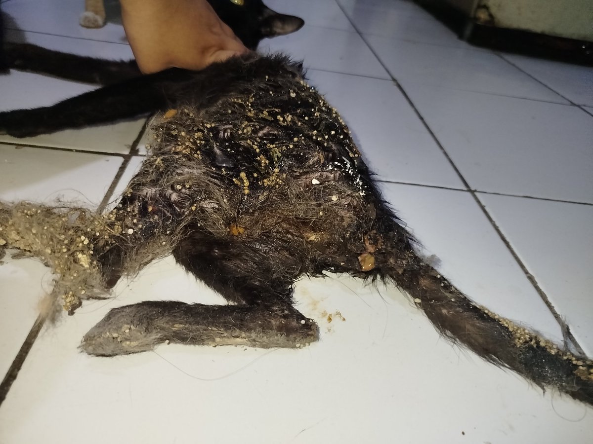 yoonjeeen's tweet photo. ‼️OPEN DONATION STRAY CAT‼️

(KINDLY HELP RT &amp; SHARE)

Halo semua! jadi ini adalah stray cat yg terkena lem tikus dan kayanya udh lumayan lama sampe lem nya udh nempel sekulit2nya. https://t.co/fUGMKcNwbc