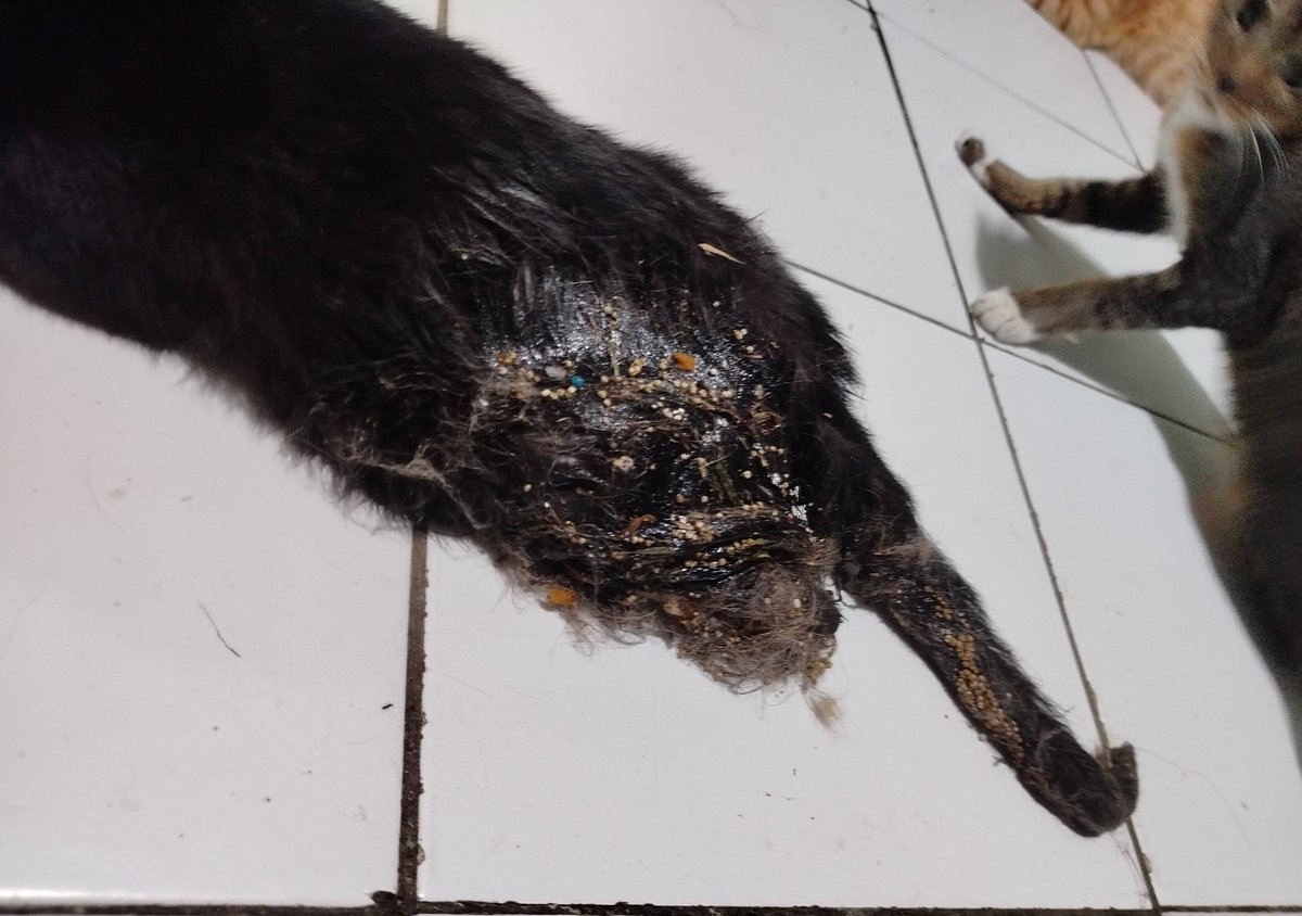 yoonjeeen's tweet photo. ‼️OPEN DONATION STRAY CAT‼️

(KINDLY HELP RT &amp; SHARE)

Halo semua! jadi ini adalah stray cat yg terkena lem tikus dan kayanya udh lumayan lama sampe lem nya udh nempel sekulit2nya. https://t.co/fUGMKcNwbc