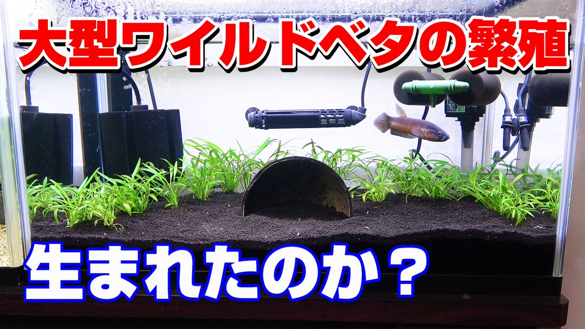 前回、交尾産卵をした大型ワイルドベタ。
果たして生まれたのか？
youtube.com/watch?v=PQnbWR…
