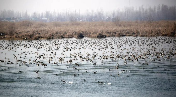 TalkJavid's tweet photo. As winter settles in, migratory birds arrive in Kashmir in large flocks, escaping the extreme cold of Siberia and Central Asia. These winged visitors have been loyal guests of the Valley for centuries, adding life to its wetlands.  
#Kashmir #Wildlife https://t.co/WjpoERATm3