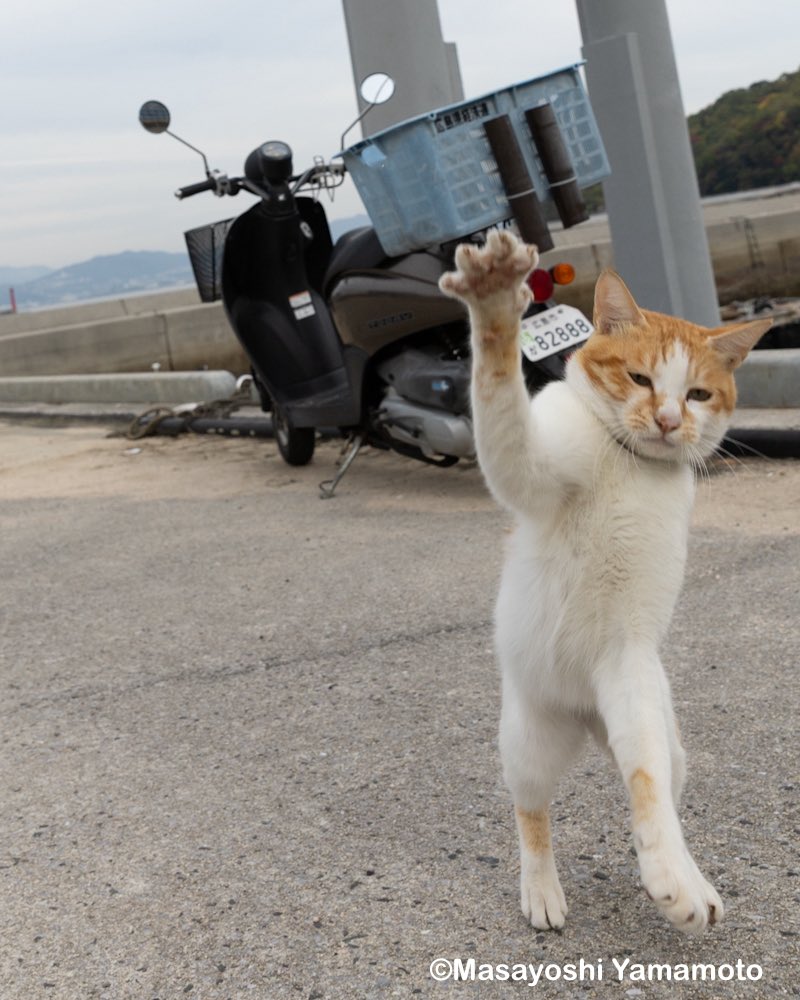 nekoiroiro's tweet image. 大きさはこんな感じ。