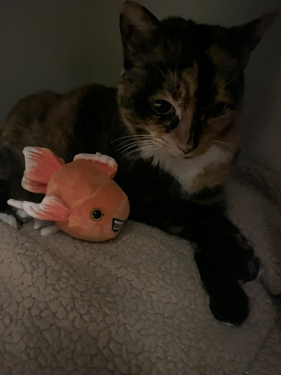 A_L_Shaner's tweet photo. Don’t fear the crab cat today. #Caturday #cat #hecklefish # thewhyfiles https://t.co/0RDdxi4T6v