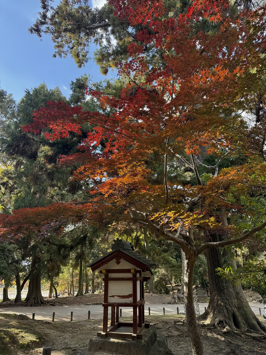 Алло, не могу говорить, гуляю в Японии под красными кленами
Но ты же сама позвонила...
Всё, пока