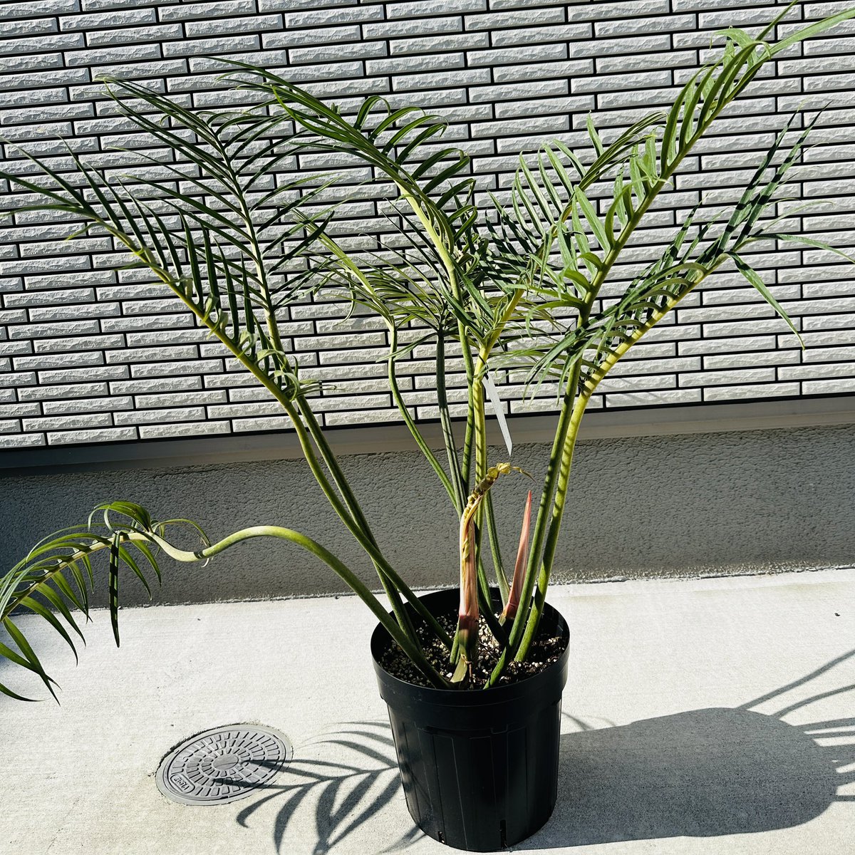 masayaページ Masaya (@age_masaya) • Threads, Say more