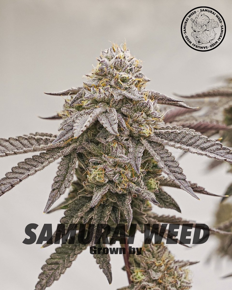 SAMURAI WEEDのロングセラー品種
今回のロットから自分が担当しました。

環境からレシピまで細かく調整して、
“いま出せるベスト” を詰め込みました。

12月中旬リリース予定。
ぜひ香りとキレを体感してください🤝🔥

Pic: Runz of Eden. Queen of South . LA Kush Cake