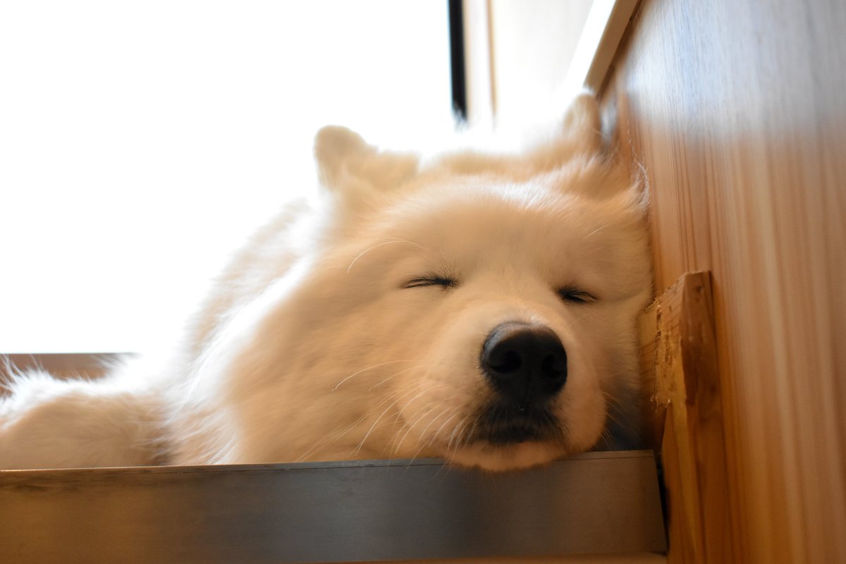 サモエドカフェ #サモエドカフェアル 駒沢公園店へお邪魔しました 自分