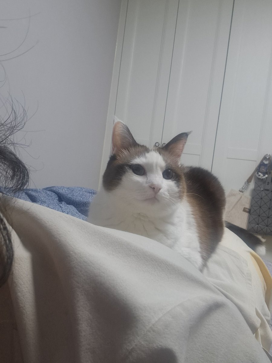 Mint_thecat's tweet photo. 냥체공학적 인간 https://t.co/G1tzGYQrII