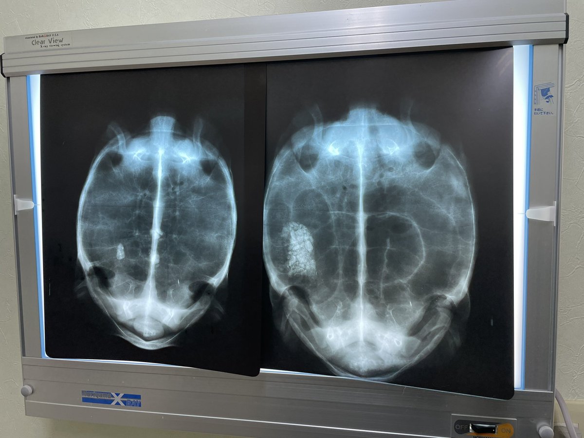 調子が悪いと思ったら、左の個体もめちゃくちゃ食石していました😓明日から投薬と温浴開始ですね💦

右の個体はあと少し🤏頑張れ👍
（レントゲン写真は左右逆になっています🙇）

#ホウシャガメ
#マダガスカルホシガメ
