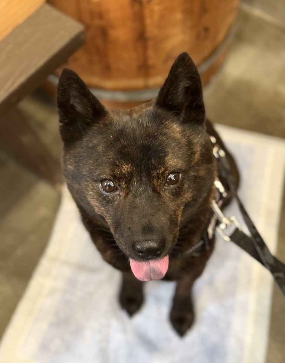 甲斐犬𓃢黒虎𓃡 (@kaiken_kurotora) / Posts / X