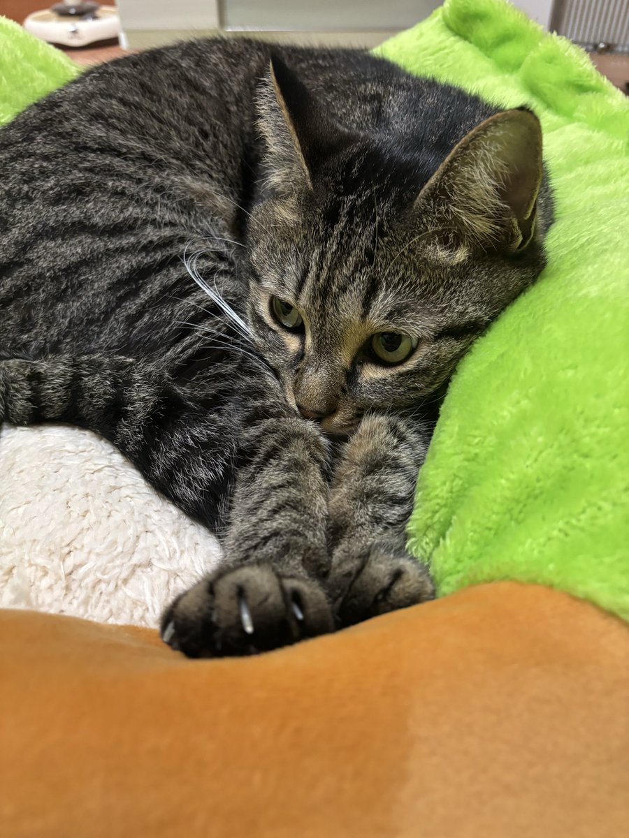 大福の大ちゃん (@Dai00634) / Posts / X