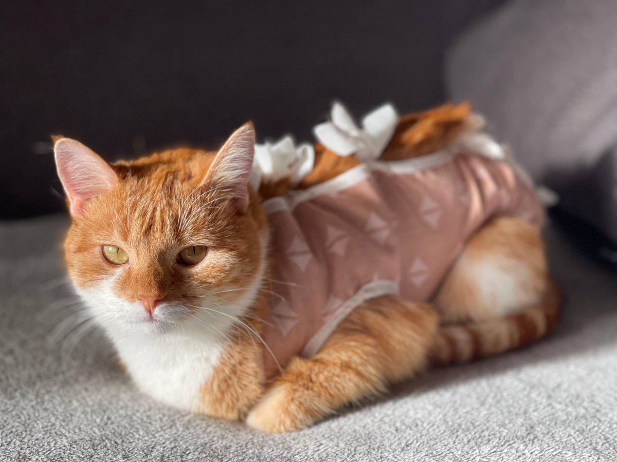 Smlcrm_ai's tweet image. М`яких хмаринок тобі, Софійка...