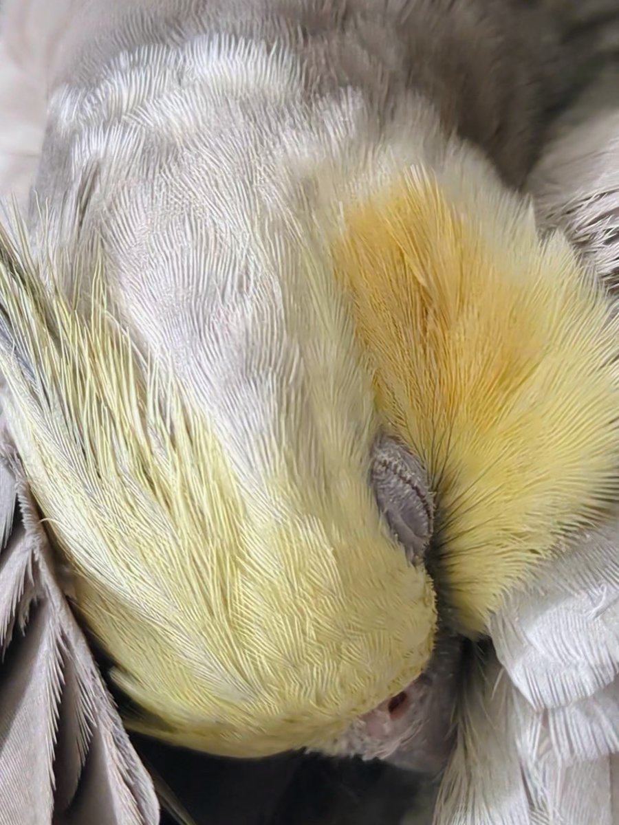 鳥さんのむぎ目かわいいよね