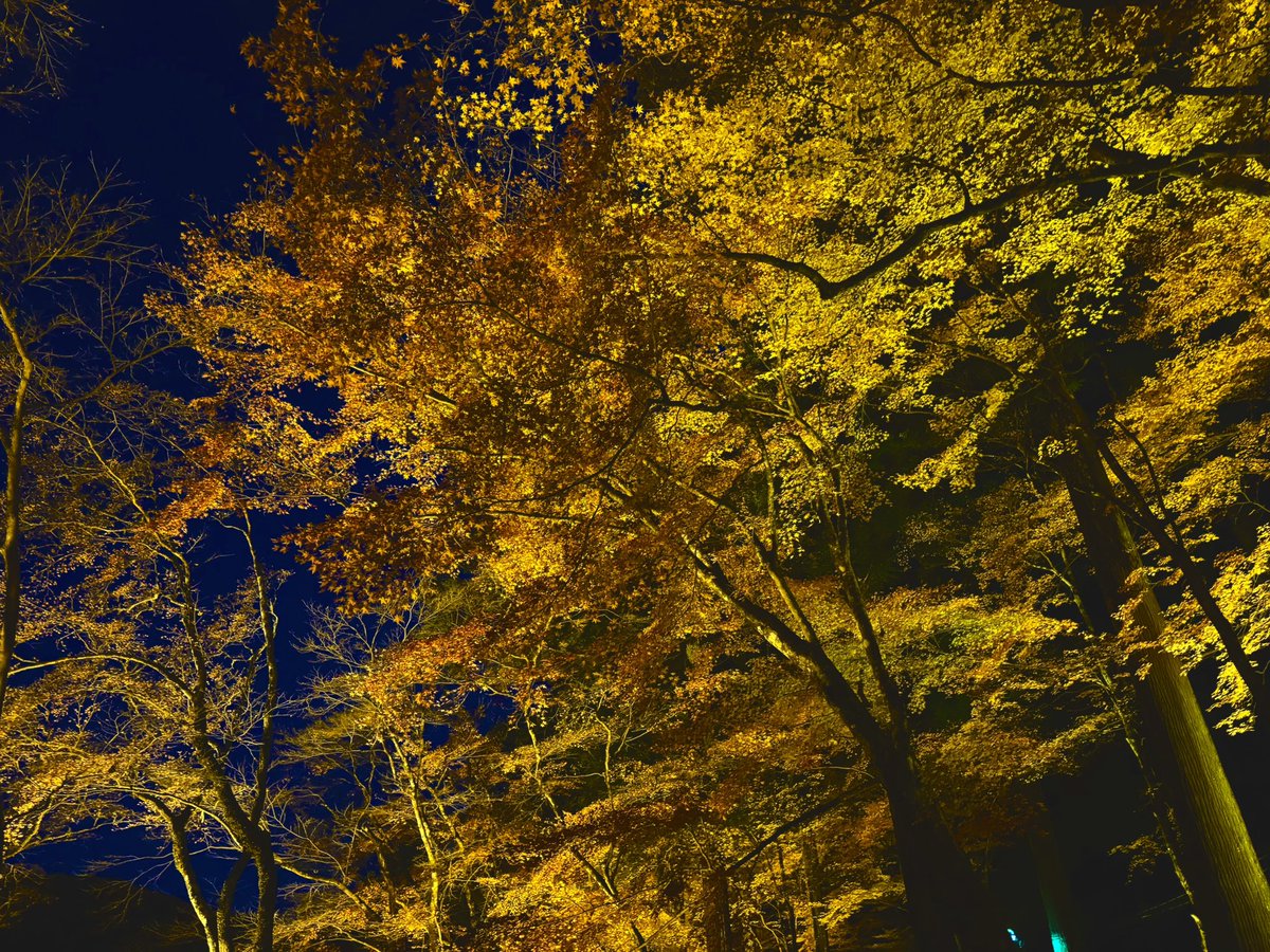 カツオ tweet media