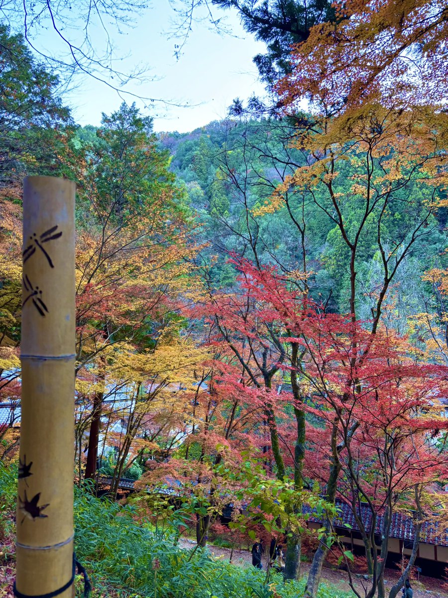 カツオ tweet media