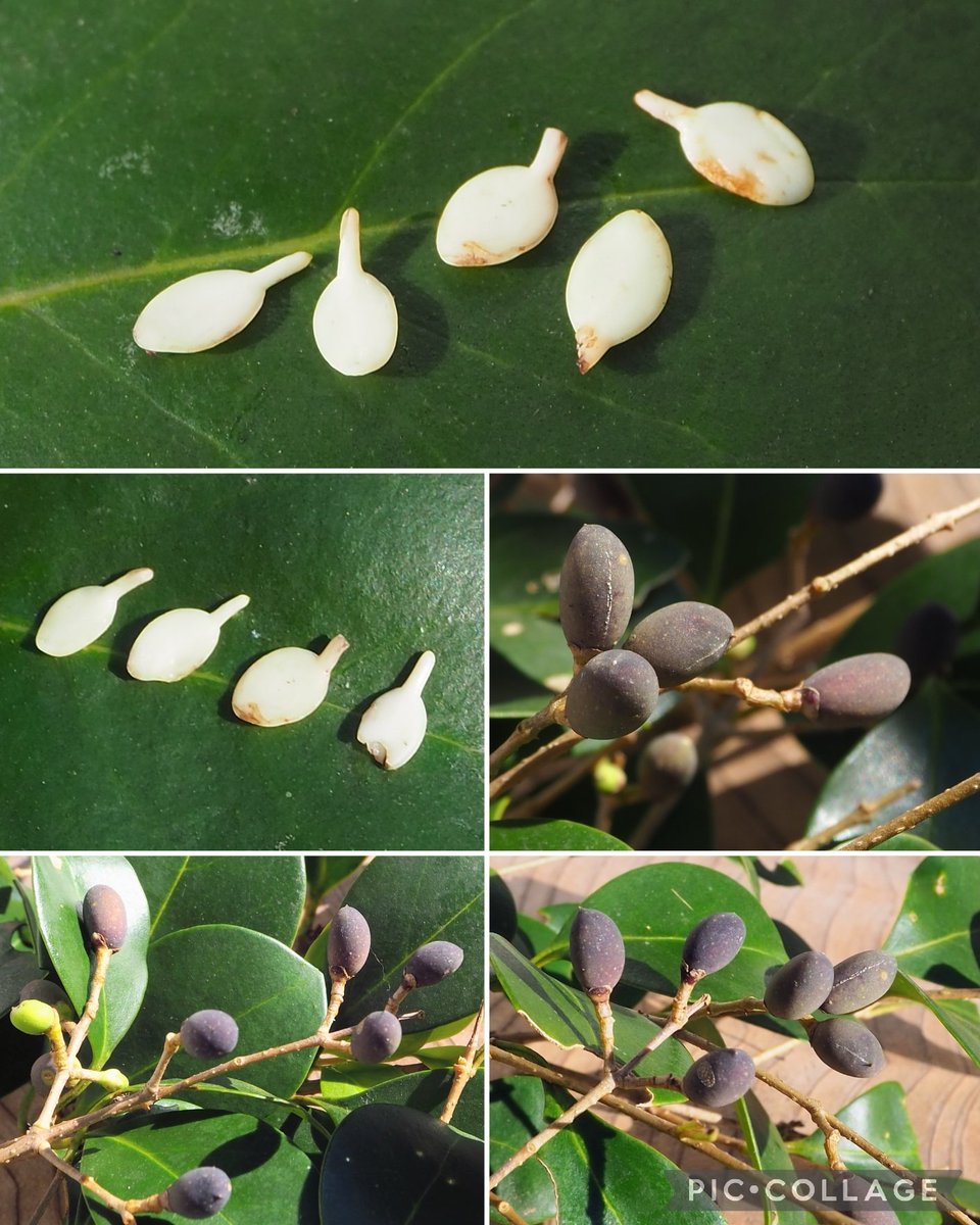 雪 (@yukinokorokka21) / Posts / X