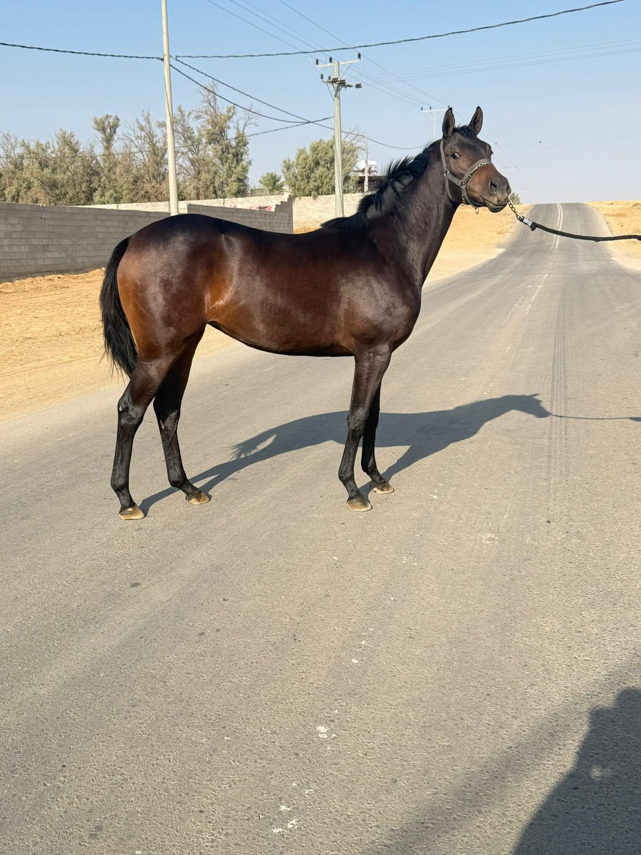 sss7733's tweet photo. من معروضات 
#مزاد_نادي_سباقات_الخيل اليوم الأول 1️⃣

📍مهره حمراء رقم ( 52 ) :

الاب:  COMMISSIONER ( كوميشنر )

الام:  🇺🇸 WOODEN NICKEL

أخوان المهره شارك منهم 8 وفاز 7 🥇

📍أثنين من أخوانها دخلوا الميزان
بمساهمة مزاد نادي سباقات الخيل

🔔التفاصيل فالصور
@alatawi_badr
@almedan8 https://t.co/H9xAfDzGG8
