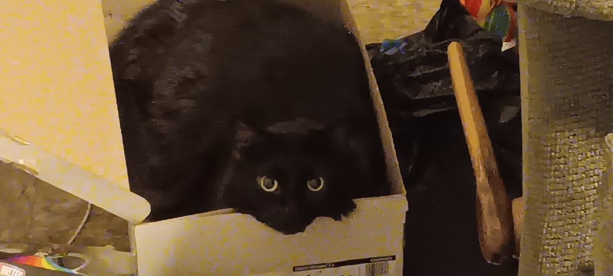 cofoppyplop's tweet image. This might become my new profile picture. I saw a video thumbnail about some cat behavior types, and one was boxfan, that is to say, a fan of being inside cardboard boxes. She looks so darling in this.