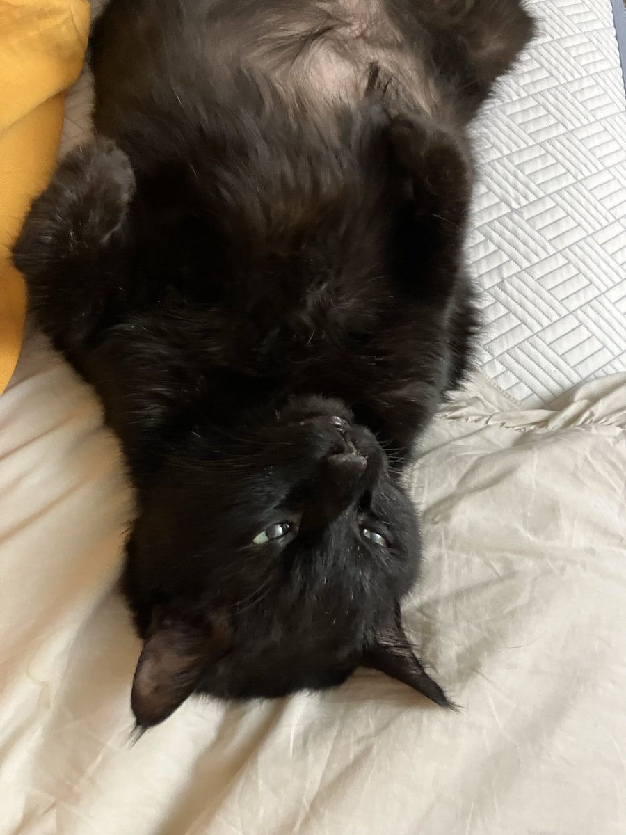 정말 똑바로 잘 누워 있다. 
마치 
꼬리가 없는 것처럼.