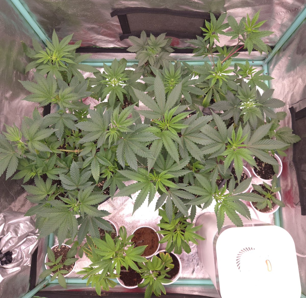 kclightup's tweet image. Today is transplant day and moving some of these plants to the grow room. 
#growyourown #fuckcancer #GetScreened