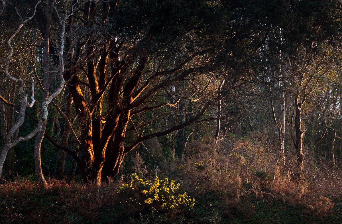 stevieand's tweet photo. Golden light catching the heart of the woods. South Devon at sunset. 

#SouthDevon #WoodlandPhotography #LandscapePhotography
#EveningLight #FineArtPhotography #UKPhotography https://t.co/Cm2f75SQIz