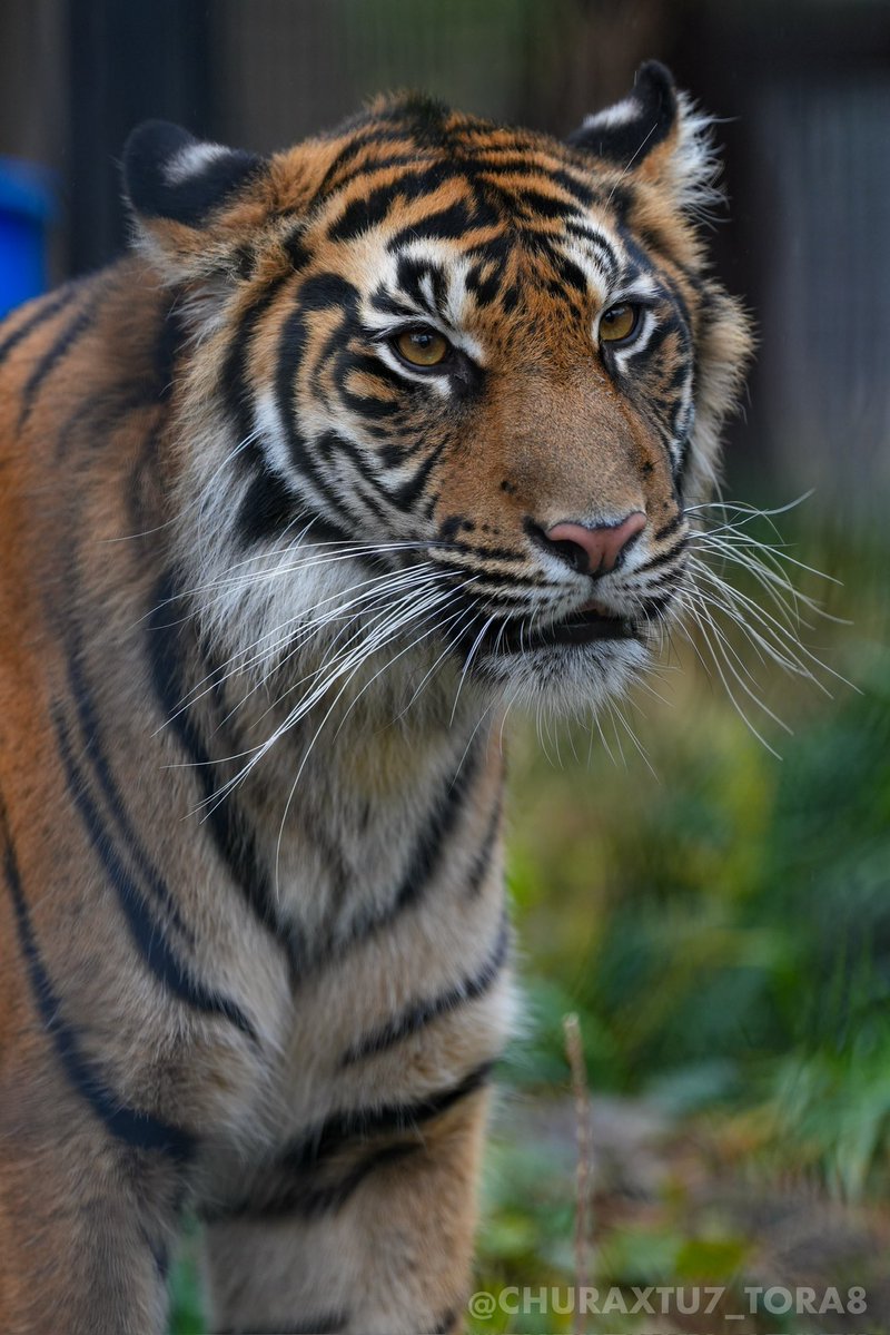 CHURAXTU7_TORA8's tweet image. マクちゃん🐯🌿
#東山動植物園　#スマトラトラ
📷2025年11月