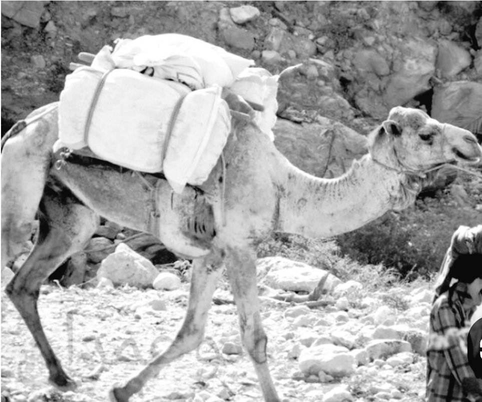 الجمل 
قصة شراكة وأصالة في حياة أهل القرية

في زمن لم تكن فيه السيارات ولا وسائل النقل الحديثة كان الجمل يسمى سفينة الصحراء وكان وجوده في قريتنا محدودًا بين اثنين وخمسة فقط لكنه كان يشكل شريان الحياة في حمل الأحمال الثقيلة ونقل المحاصيل وكان يقوم مقام الشاحنات في زماننا فهو وسيلة