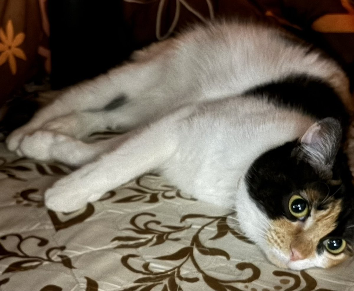 猫野ラーズ (@blaze_lawlight) / Posts / X