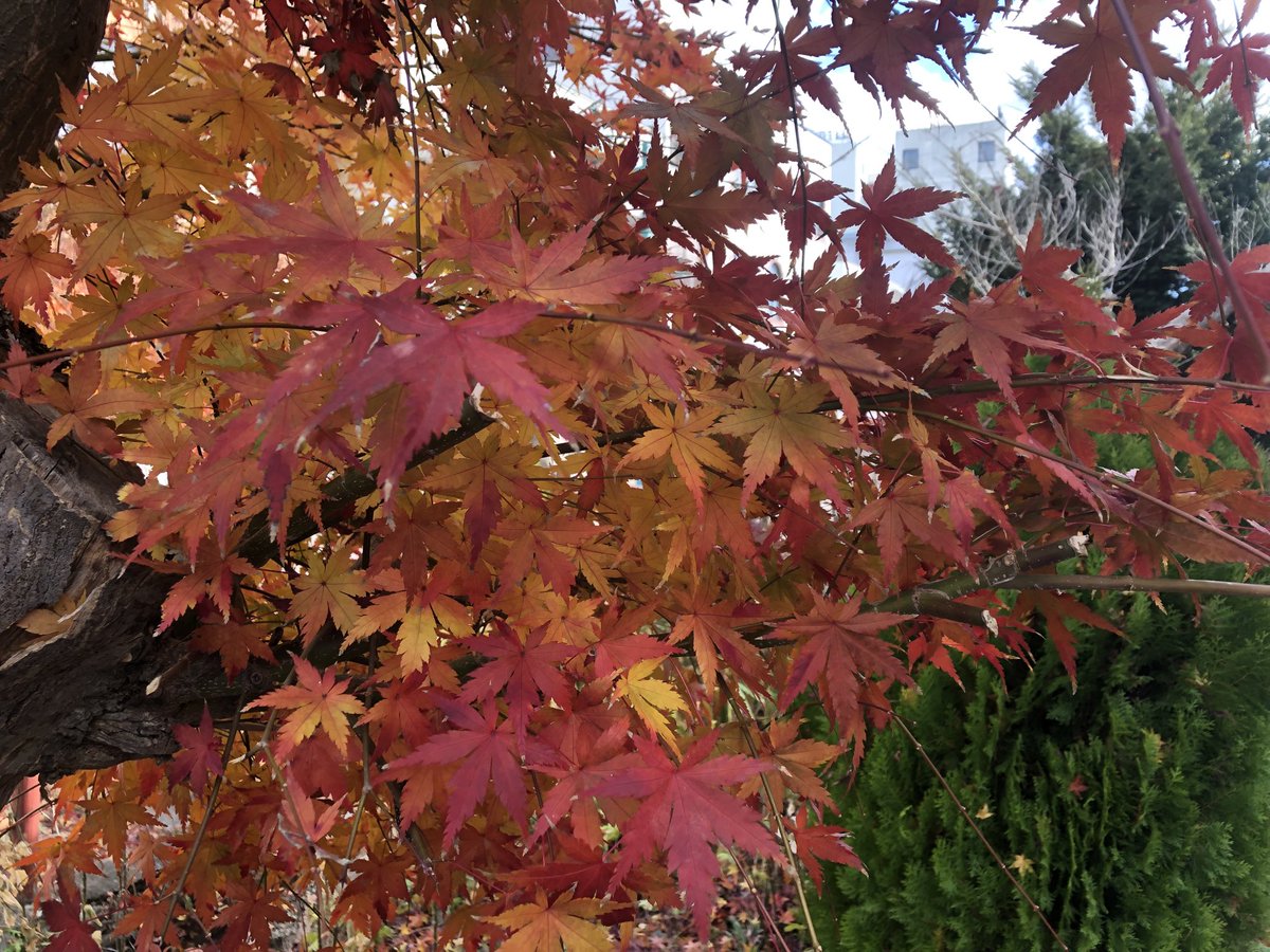 HJsuisen1988's tweet image. 🍁晩秋🍁

佐久教会の横を、流れる千曲川。白鷺が，時折，空を舞う。

南佐久の川上町を水源地とし、佐久，上田，長野を経て，新潟で信濃川となって海に入る。

一滴の水が集まって流れをつくり、大きな川になって海に届く。

私達の願いも流れと共に
お母様に届く様祈ります🙏

一日も早い還宮を🍁