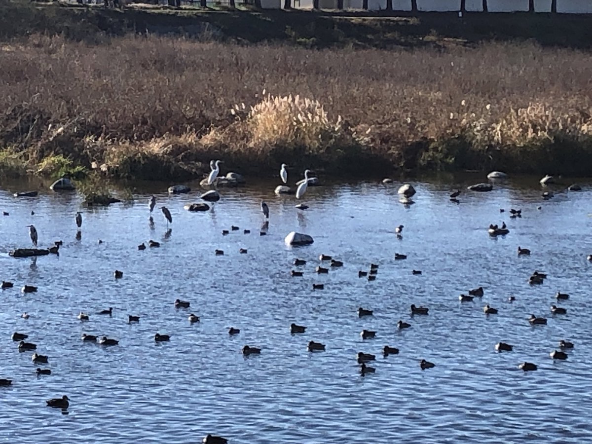 HJsuisen1988's tweet image. 🍁晩秋🍁

佐久教会の横を、流れる千曲川。白鷺が，時折，空を舞う。

南佐久の川上町を水源地とし、佐久，上田，長野を経て，新潟で信濃川となって海に入る。

一滴の水が集まって流れをつくり、大きな川になって海に届く。

私達の願いも流れと共に
お母様に届く様祈ります🙏

一日も早い還宮を🍁