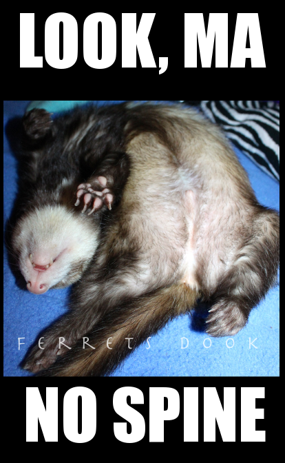 FerretPerHour's tweet image. 