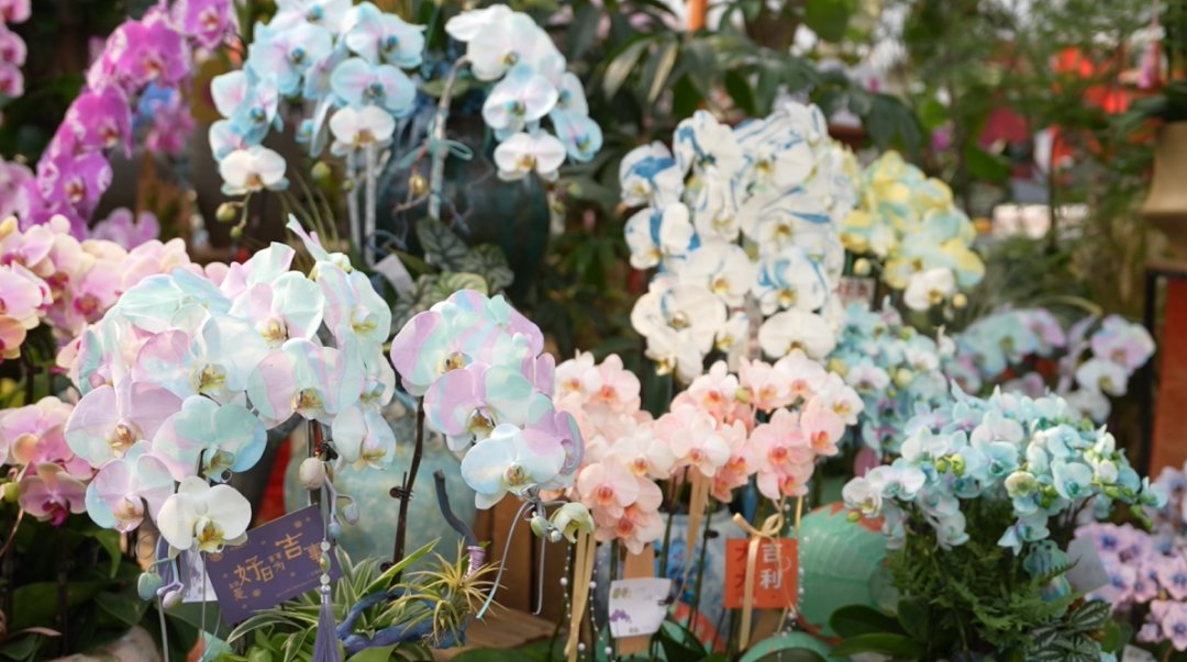 LinpingStyle's tweet image. 😍As a &quot;regular guest&quot; among Lunar New Year flowers, phalaenopsis orchids are currently in their peak season. 🌼🌸🪻At the phalaenopsis farm base in #Linping, potted #orchids crafted with artistic designs boast both beauty and charm.